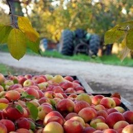 Cedarwood Orchard candle scent