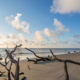 Driftwood Shore candle scent