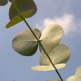 Eucalyptus Leaves candle scent