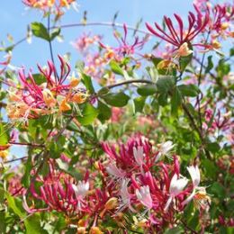 Honeysuckle Vines candle scent