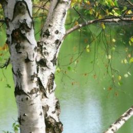 River Birch candle scent
