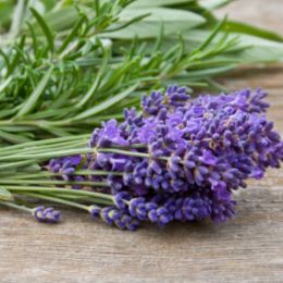 French Lavender & Sage candle scent