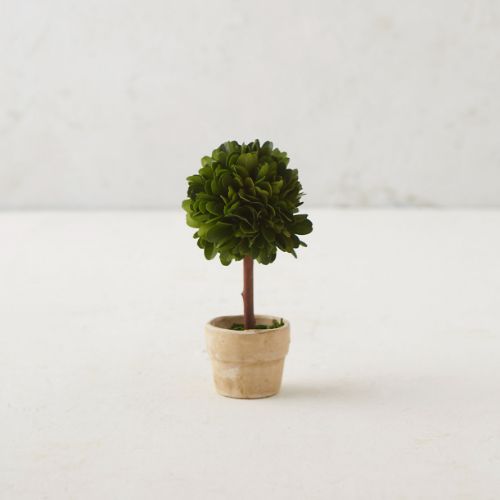 Mini Boxwood Topiary