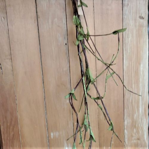 Hanging Spiny Vine Stem