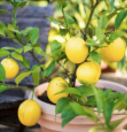 Meyer Lemon candle scent