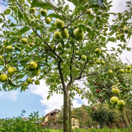 Crab Apple Farm candle scent