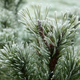 Fraser Fir & Tobacco candle scent
