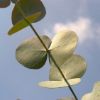 Eucalyptus Leaves-Melter
