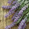 Lavender Buds-Melters