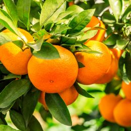 Orange Grove candle scent