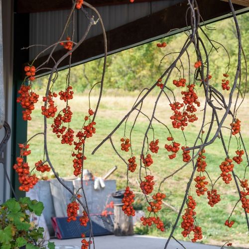 Bittersweet Vine-Melter