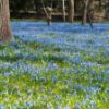 Bluebells-Melter