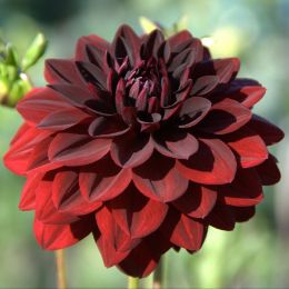 Dahlia Flower candle scent