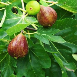 Fig Tree candle scent