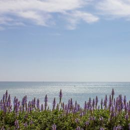 Lavender Driftwood candle scent