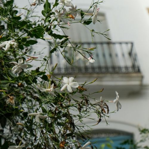 Maison No. 1803 Soy Candle