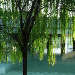 Blue Willow candle scent