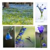 Bluebells-Melter