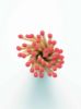 Matches-Mini Apothecary, Vintage Red